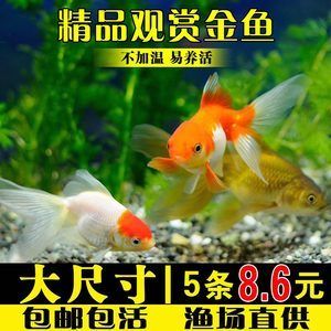 金龍魚和虎魚打架誰會贏（金龍魚和虎魚的打斗能力是否與其生存策略無直接關(guān)系） 水族問答 第1張