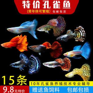 金龍魚和虎魚打架誰會贏（金龍魚和虎魚的打斗能力是否與其生存策略無直接關(guān)系） 水族問答 第3張