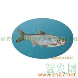 大白魚觀賞魚怎么養(yǎng)好吃（養(yǎng)殖大白魚需要注意什么？） 烏龜 第4張