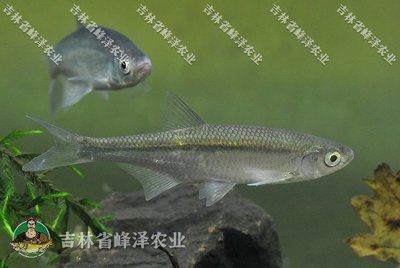 大白魚觀賞魚怎么養(yǎng)好吃（養(yǎng)殖大白魚需要注意什么？） 烏龜 第1張