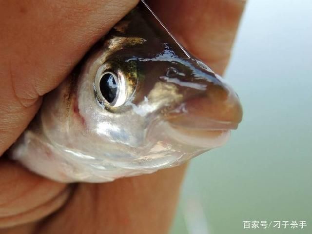 紅尾鲴魚(yú)（紅尾鲴的養(yǎng)殖技術(shù)） 網(wǎng)上購(gòu)買(mǎi)觀賞魚(yú) 第2張