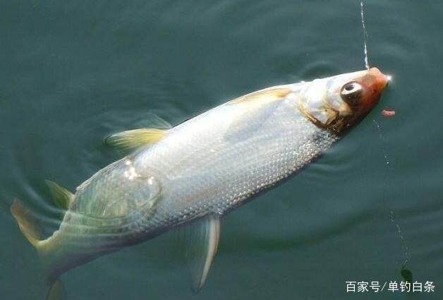 紅尾鲴魚(yú)（紅尾鲴的養(yǎng)殖技術(shù)） 網(wǎng)上購(gòu)買(mǎi)觀賞魚(yú) 第1張