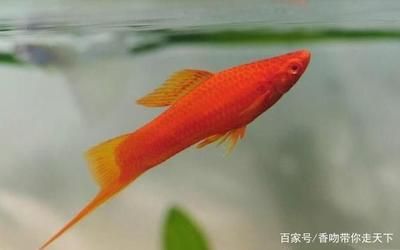 比較溫和的觀賞魚品種有哪些（性格溫和的觀賞魚品種）