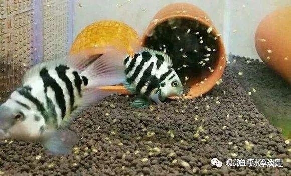 互動(dòng)性好的觀賞魚(yú) 迷你鸚鵡（迷你鸚鵡魚(yú)的養(yǎng)殖技術(shù)） 二氧化碳設(shè)備 第1張