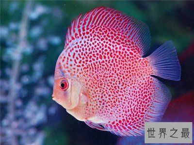 紅色觀賞魚養(yǎng)一段時(shí)間不紅了為什么（紅色觀賞魚養(yǎng)一段時(shí)間不紅的原因） 水溫計(jì) 第2張