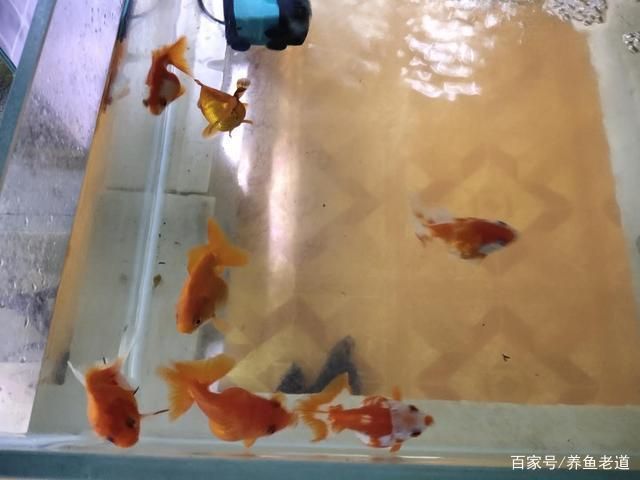 觀賞魚沒死但飄在水面上（觀賞魚漂浮在水面怎么辦） 大嘴鯨魚 第3張