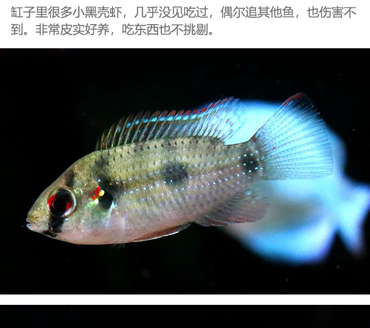 翡翠鳳凰短鯛魚（翡翠鳳凰短鯛怎么養(yǎng)？）