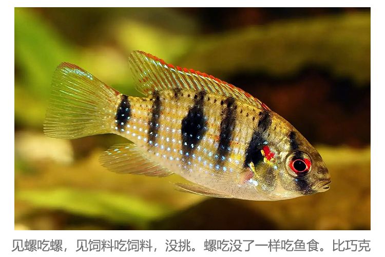 翡翠鳳凰短鯛魚（翡翠鳳凰短鯛怎么養(yǎng)？）