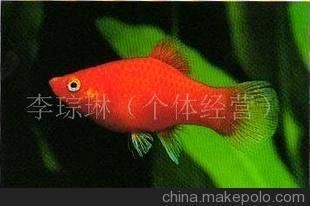 紅太陽(yáng)觀賞魚(yú)（紅太陽(yáng)觀賞魚(yú)市場(chǎng)的現(xiàn)狀與趨勢(shì)與趨勢(shì)隨著人們生活水平的提高） 黑桃A魚(yú) 第2張