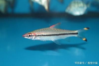 觀賞魚那種魚好養(yǎng)（觀賞魚養(yǎng)護(hù)秘籍） 黃金夢幻雷龍魚 第4張