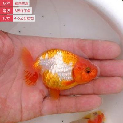 觀賞魚苗批發(fā)金魚市場（觀賞魚苗批發(fā)金魚市場概覽）