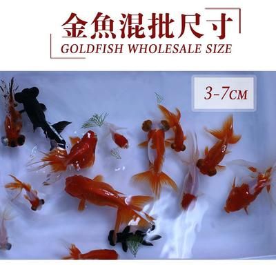 觀賞魚苗批發(fā)金魚市場（觀賞魚苗批發(fā)金魚市場概覽）