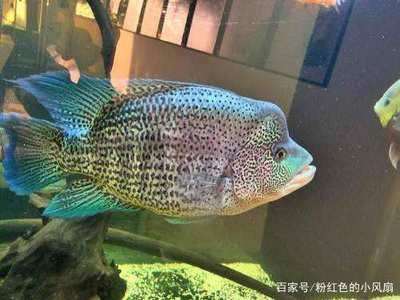 比較霸氣的觀賞魚名字（觀賞魚的種類和特點(diǎn)） 黃金斑馬魚 第4張