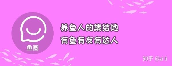 觀賞魚鹽好用嗎知乎（養(yǎng)魚省錢秘籍養(yǎng)魚秘籍養(yǎng)魚省錢秘籍養(yǎng)魚省錢秘籍） 狗狗（犬） 第1張