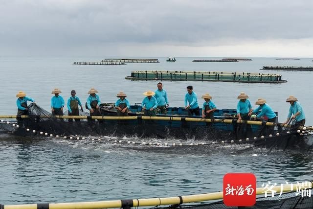 海南海水觀賞魚養(yǎng)殖技術(shù)（海水觀賞魚養(yǎng)殖技術(shù)） 帝王三間魚 第3張