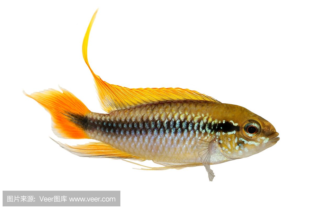 觀賞魚(yú)白化現(xiàn)象是什么（白化現(xiàn)象的生物學(xué)原理） ?；?異型虎魚(yú)/純色虎魚(yú) 第3張