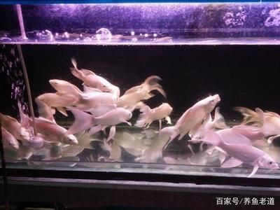 觀賞魚(yú)可以用井水養(yǎng)嗎（井水養(yǎng)魚(yú)的科學(xué)原理）