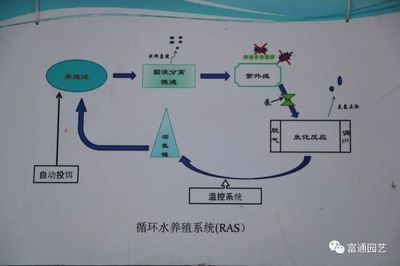 大型魚池循環(huán)水過濾系統(tǒng)的設(shè)計(jì)（大型魚池循環(huán)水過濾系統(tǒng)設(shè)計(jì)） 白化火箭魚 第3張