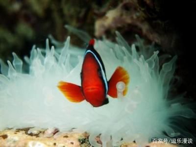 紅色的海水觀賞魚(yú)（紅色海水觀賞魚(yú)） 銀龍魚(yú) 第1張