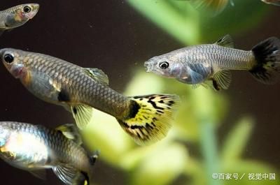 不怕低溫的觀賞魚(yú)（冷水性觀賞魚(yú)的特點(diǎn)和飼養(yǎng)方法） 刀魚(yú)魚(yú) 第4張