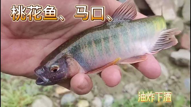 觀賞魚視屏拍攝（30篇觀賞魚視頻拍攝技巧觀賞魚視頻拍攝技巧） 眼斑魚 第1張