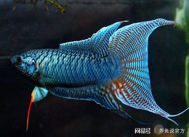 比較好養(yǎng)的小型觀(guān)賞魚(yú)（十大最好養(yǎng)的小型觀(guān)賞魚(yú)之一孔雀魚(yú)：十大最好養(yǎng)的小型觀(guān)賞魚(yú)） 黑白雙星 第3張