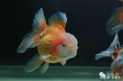 紅頂金魚(yú)（紅頂金魚(yú)的養(yǎng)殖技術(shù)） 一眉道人魚(yú)苗 第1張