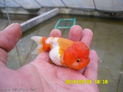 紅頂金魚(yú)（紅頂金魚(yú)的養(yǎng)殖技術(shù)） 一眉道人魚(yú)苗 第3張