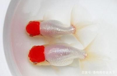 紅頂金魚(yú)（紅頂金魚(yú)的養(yǎng)殖技術(shù)） 一眉道人魚(yú)苗 第2張