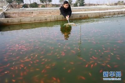 觀賞魚發(fā)展的前景怎么樣了（中國(guó)觀賞魚行業(yè)現(xiàn)狀調(diào)研及未來(lái)發(fā)展趨勢(shì)分析報(bào)告報(bào)告） 巴西亞魚 第2張