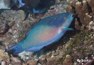 觀賞魚食用魚有哪些品種（溫帶淡水觀賞魚和食用魚的起源與發(fā)展觀賞魚的起源與發(fā)展） 三間鼠魚 第4張