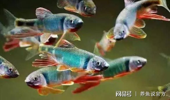 觀賞小魚什么魚最好養(yǎng) 九鼎魚缸 第2張