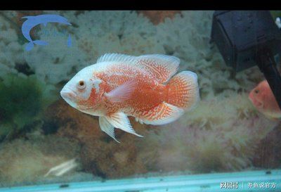 大的觀賞魚多少錢一條（大型觀賞魚及其價(jià)格信息包括紅龍魚、錦鯉、食人鯧魚等）