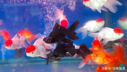 大的觀賞魚多少錢一條（大型觀賞魚及其價(jià)格信息包括紅龍魚、錦鯉、食人鯧魚等）