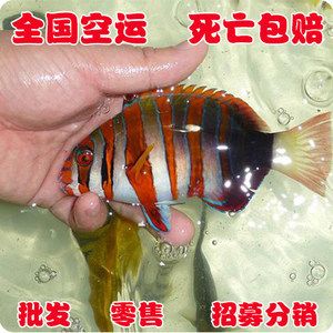 觀賞魚(yú)海魚(yú)貴嗎（海水觀賞魚(yú)價(jià)格比淡水觀賞魚(yú)稍高一些價(jià)格會(huì)比淡水觀賞魚(yú)稍高一些） 祥龍龍魚(yú)魚(yú)糧 第1張