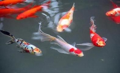 觀賞魚公司口號(hào)是什么（觀賞魚公司名字源自\u0027和\u0027） 祥龍龍魚魚糧 第3張