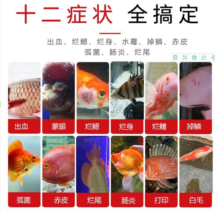 觀賞魚(yú)種類價(jià)格排名（觀賞魚(yú)養(yǎng)殖秘籍）