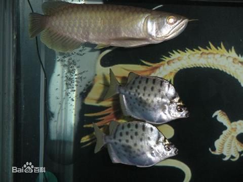 觀賞魚(yú)和食用魚(yú)能混養(yǎng)嗎（如何科學(xué)選擇混養(yǎng)觀賞魚(yú)） 廣州水族器材濾材批發(fā)市場(chǎng) 第3張