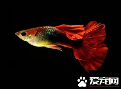 低溫小型觀賞魚（寒冷的冬季觀賞魚的飼養(yǎng)誤區(qū)和養(yǎng)護(hù)誤區(qū)） 藍(lán)帆三間魚 第1張