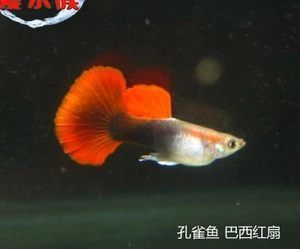 草缸中型觀賞魚有哪些（草缸中型觀賞魚的養(yǎng)殖技巧） 帝王血鉆 第1張