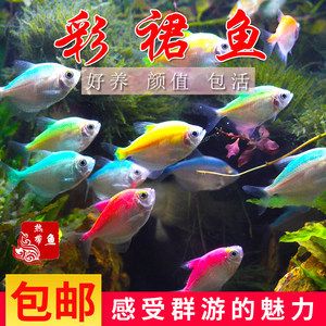 草缸中型觀賞魚有哪些（草缸中型觀賞魚的養(yǎng)殖技巧） 帝王血鉆 第4張