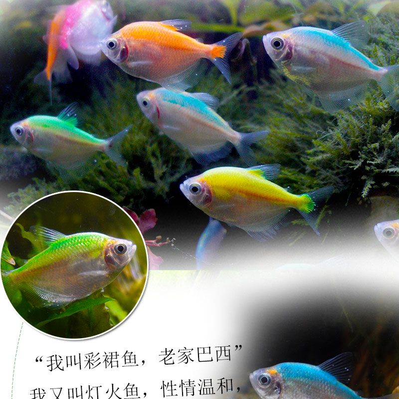 草缸中型觀賞魚有哪些（草缸中型觀賞魚的養(yǎng)殖技巧） 帝王血鉆 第3張