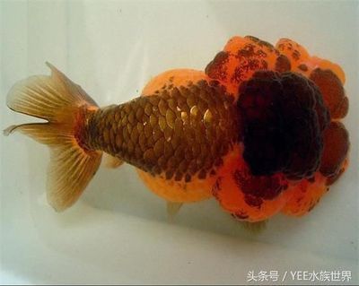 寵物觀賞魚有哪些品種的好（寵物觀賞魚的品種介紹，適合新手入門的觀賞魚品種） 其他寵物 第1張