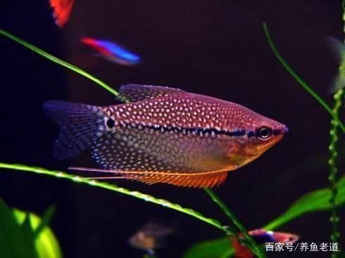 常見(jiàn)小型熱帶觀賞魚(yú)（什么是小型熱帶觀賞魚(yú)）