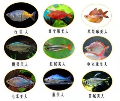 觀賞魚都有哪些種類的（觀賞魚的種類有哪些？） 觀賞魚水族批發(fā)市場 第1張