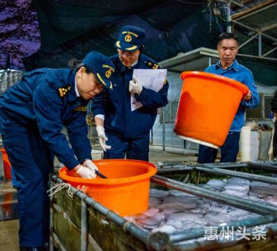 韓國觀賞魚市場現(xiàn)狀怎么樣（韓國觀賞魚市場前景分析） 野彩魚