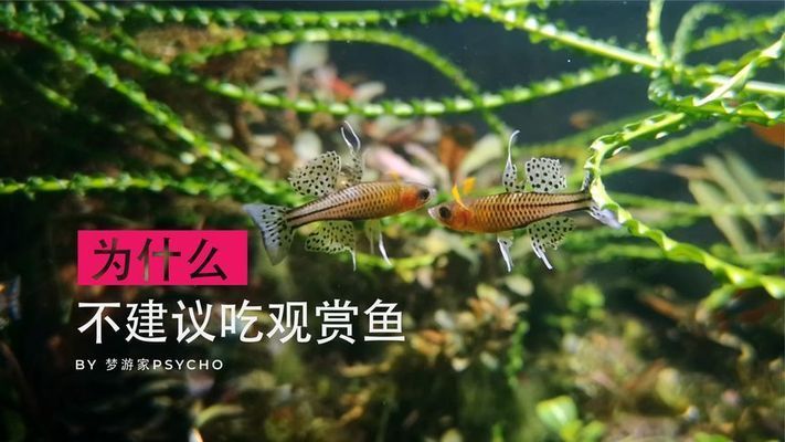 觀賞魚能吃不能吃（觀賞魚不宜食用嗎） 黑桃A魚苗 第1張