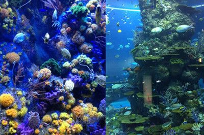 廣州哪里有水族館？（廣州哪里有水族館） 三間鼠魚(yú) 第4張