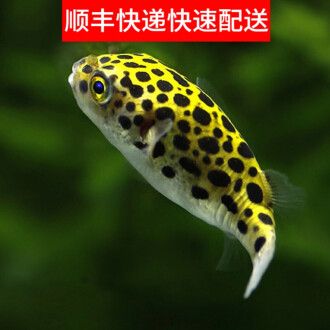 觀賞魚能快遞嗎（觀賞魚可以快遞嗎） 白子銀版魚 第1張