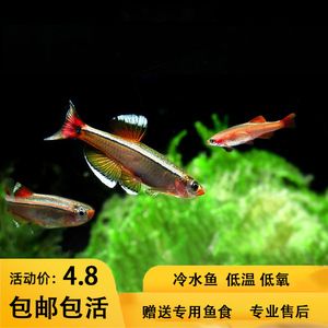 觀賞魚白云金絲怎么養(yǎng)好（白云金絲魚是一種皮實好養(yǎng)、性格溫順的觀賞魚的觀賞魚）